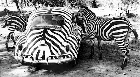 Artikelbild Der Käfer und die Zebras