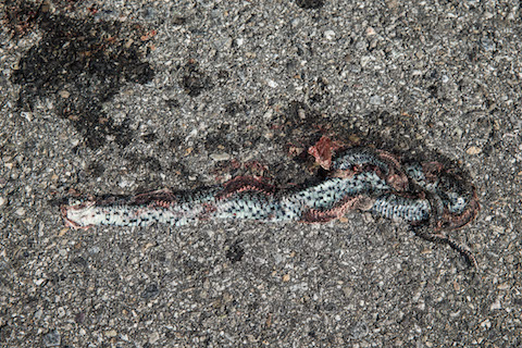 Artikelbild Cobra trifft Viper