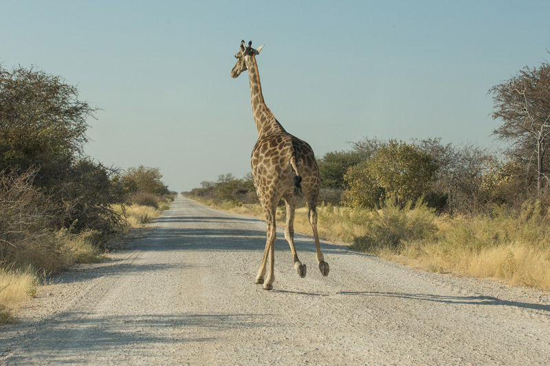 Einen Hals haben (© Daniel Reinhard)