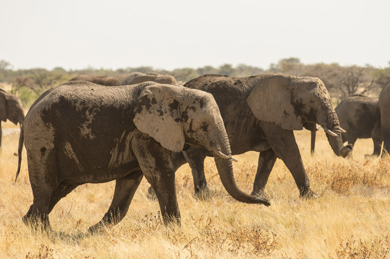Elefantenrennen (© Daniel Reinhard)