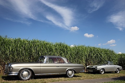 Artikelbild Eleganz auf dem Miscanthusfeld