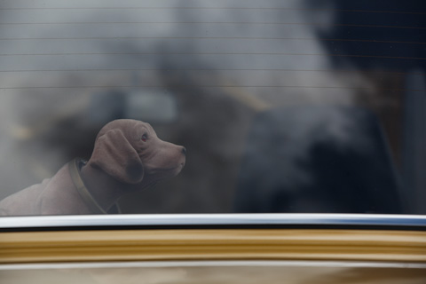 Artikelbild Der Wackeldackel und sein Kumpane