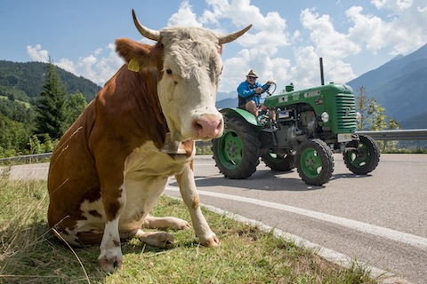 Saalbach Classic 2015 - Traktor/Schlepper (© Daniel Reinhard)