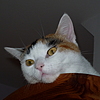 Hier klicken, um Profilbild zu ändern Favicon